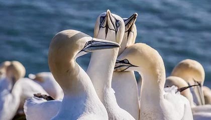 星空体育官方网站-勇士赛后安排心理辅导缓解球员精神压力，勇士队内训练赛